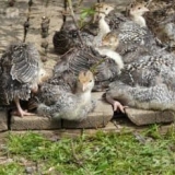 Pravimo pravu ishranu za ćurke